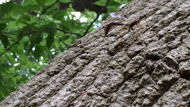 Queen wood wasp insect! смотреть онлайн