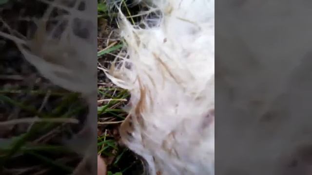 Мая сабака Мила смотреть онлайн