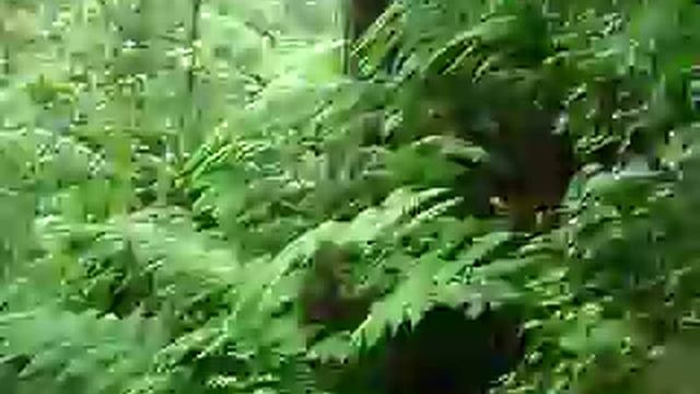 Cyathea смотреть онлайн