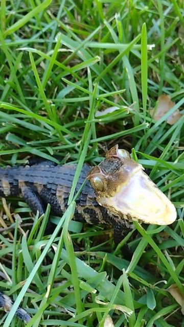 Dwarf caiman handling tips outside.‼️💯🐊 смотреть онлайн