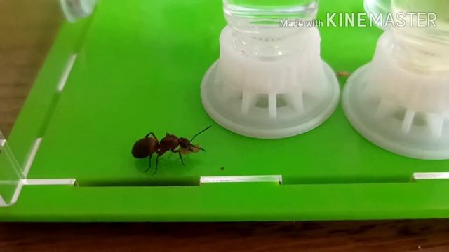 Suivi#11 des fourmis! смотреть онлайн