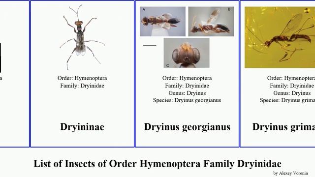 List of Insects of Order Hymenoptera Family Dryinidae gonatopus deinodryinus viet jacki alpinus смотреть онлайн