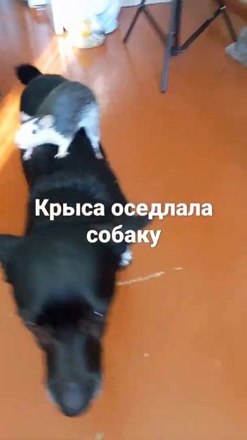 Крыса оседлала собаку мем #мемы