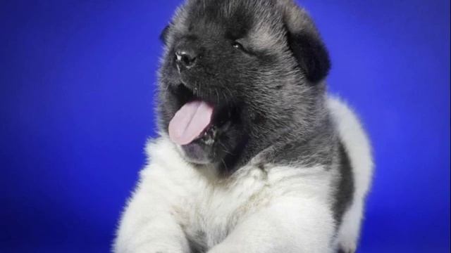 Доброе утро смотреть онлайн