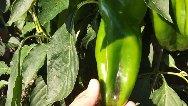 Giant Marconi pepper forest over 7 ft tall Sept 15 -2022 смотреть онлайн