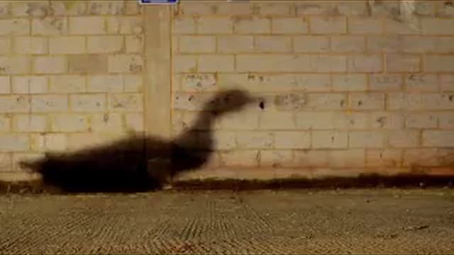 Крутые утки смотреть онлайн