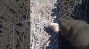 Хомяк нападает, не даёт работать