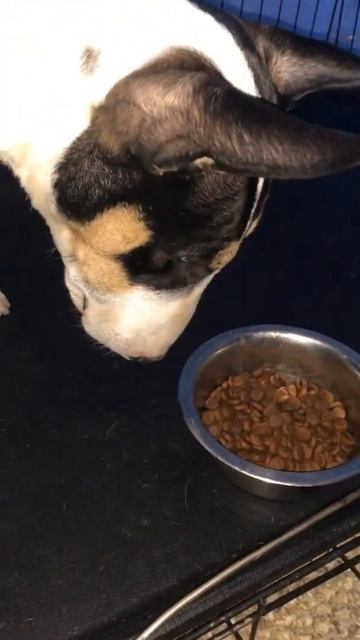 Mini BULL TERRIER aggressive food training смотреть онлайн