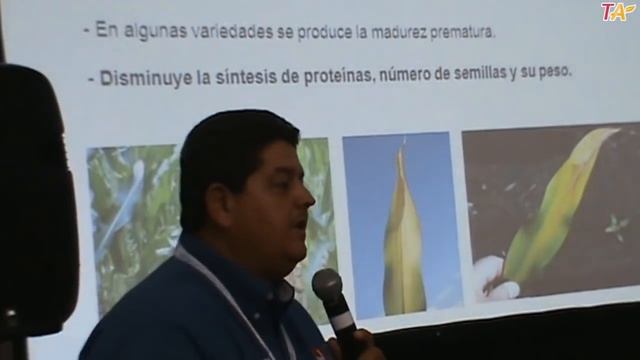 FERTILIZACIÓN NITROGENADA CON SULFATO DE AMONIO EN MAÍZ Y SORGO DE ALTO RENDIMIENTO Parte1 de 4 смотреть онлайн