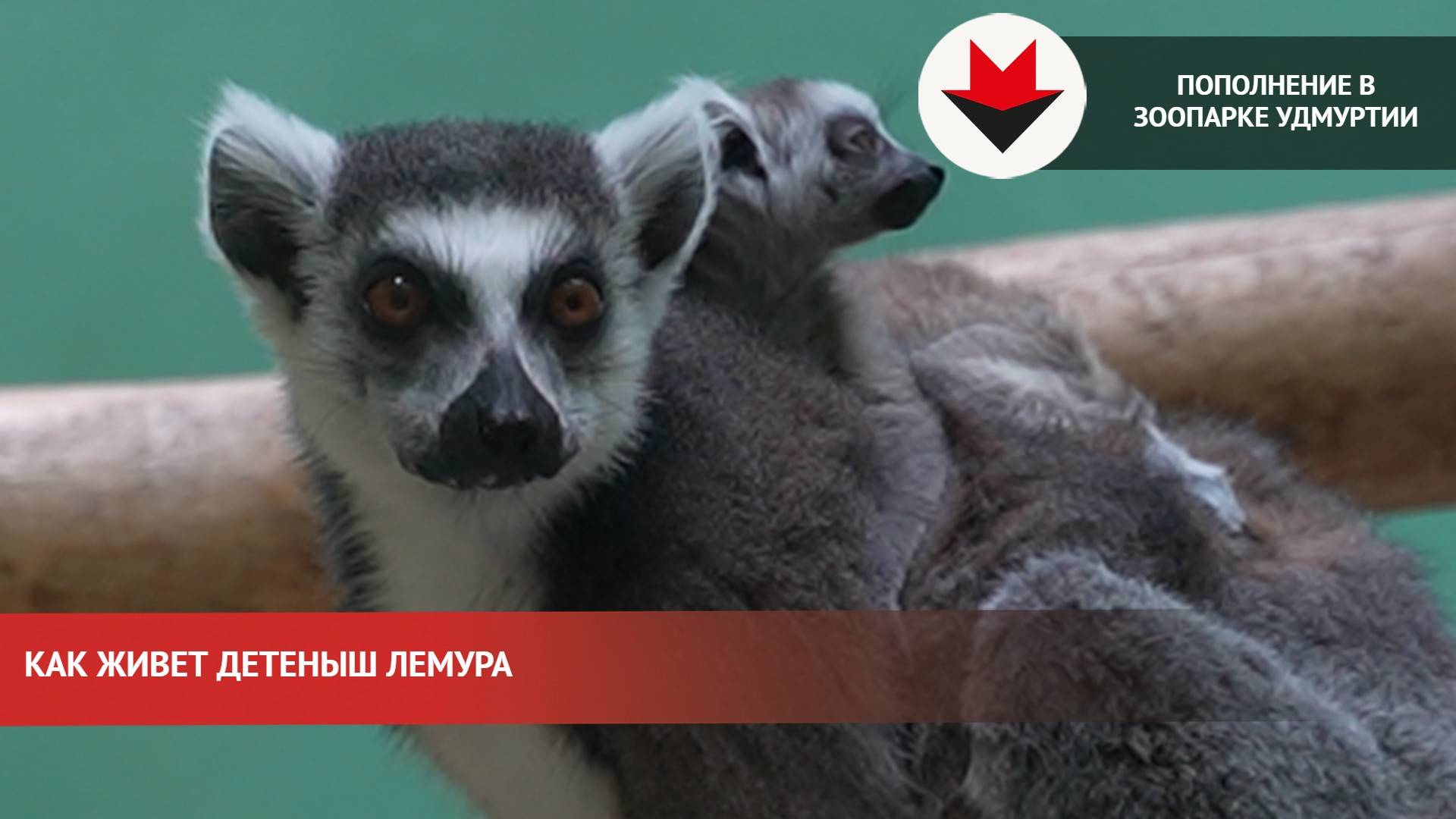 Детеныш лемура родился в зоопарке Удмуртии смотреть онлайн
