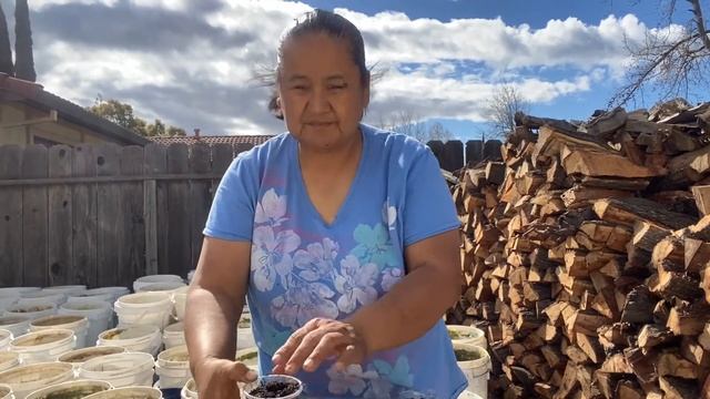 Germinating Hummingbird tree seeds (Sesbania ) Điên Điển смотреть онлайн