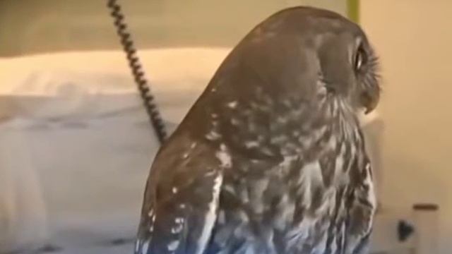 Рабочие животные смотреть онлайн