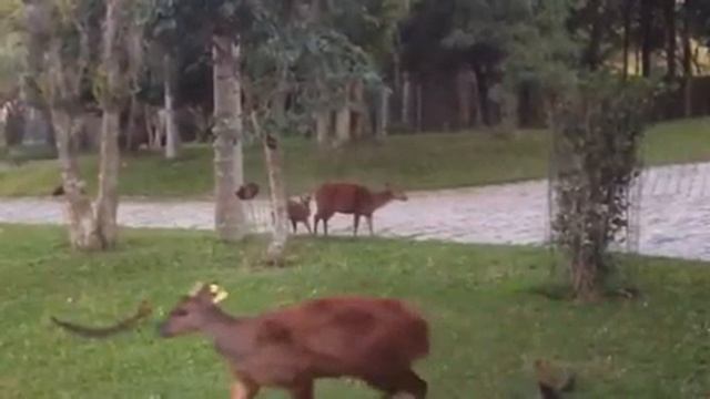 Família Bororo смотреть онлайн