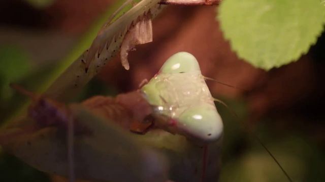 hierodula membranacea смотреть онлайн
