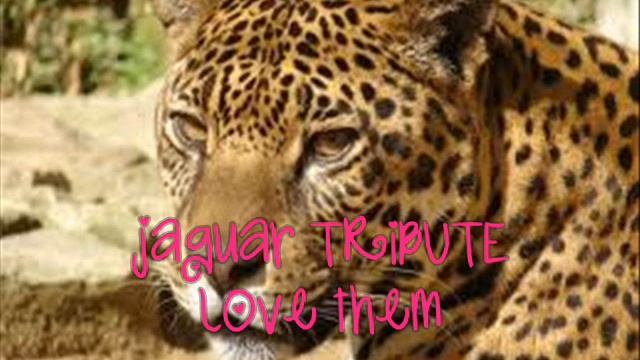 jaguar tribute смотреть онлайн