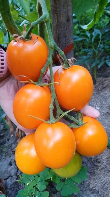 Помідор Де барао помаранчевий #tomato #томат #помідор смотреть онлайн