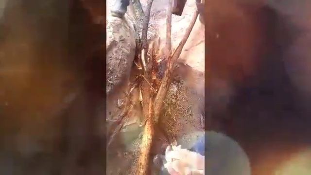 Шашлик бо гушти Кабк смотреть онлайн
