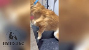 Груминг сиба ину