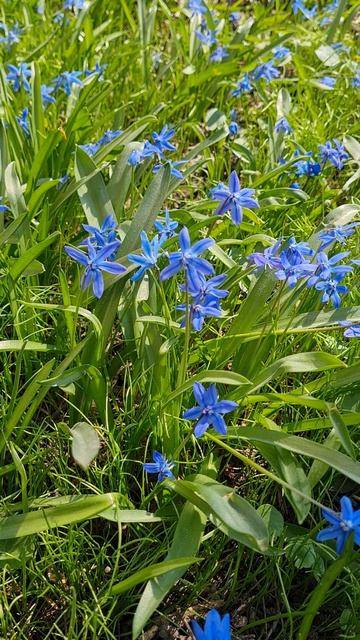 Пролеска 16-04-2025