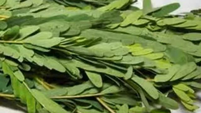 Wajib Tahu Ternyata!! Inilah 6 Manfaat Daun Turi untuk Kesehatan Wajah смотреть онлайн