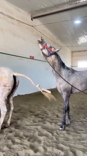 Horse mating cute - Most breeding horse смотреть онлайн