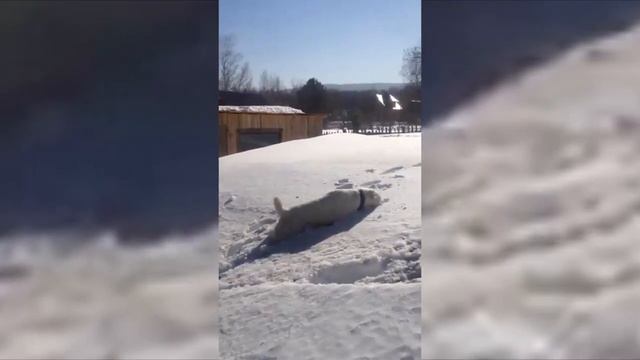 собака в сугробе смотреть онлайн