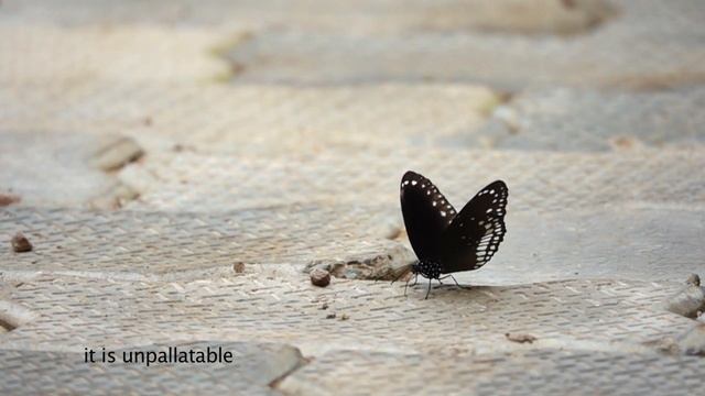 Common Crow butterfly with its own defence mechanism смотреть онлайн