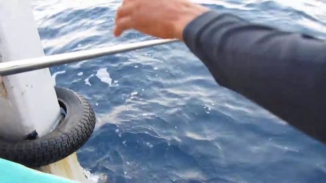 DogTooth Tuna on Jig смотреть онлайн