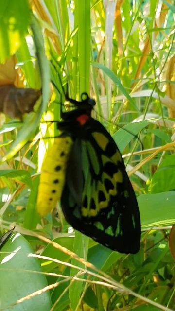 Newly eclosed Cairns Birdwing Butterfly-Ornithoptera euphorion-Butterfly Garden #naturephotography смотреть онлайн