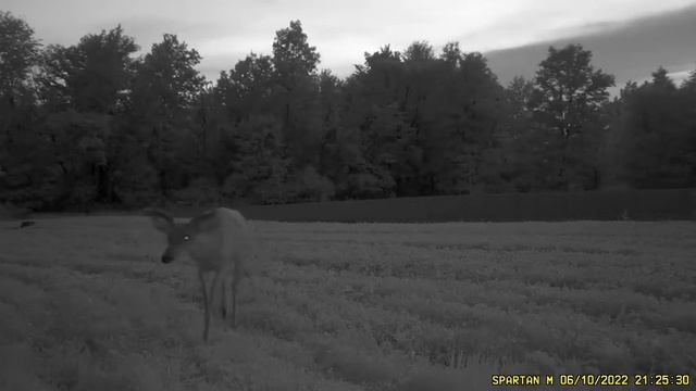Mature Buck In Clover Plot | Spartan Go Cam смотреть онлайн