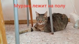 Мурзик лежит на полу.