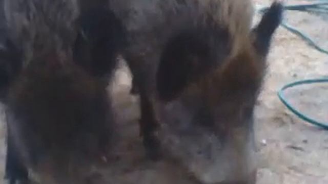 Годую диких кабанчиків прямо з руки 🐗💪👍 смотреть онлайн
