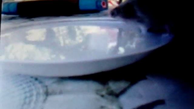 Маленький ежонок пьет молоко из тарелочки смотреть онлайн