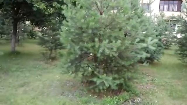 В трех соснах смотреть онлайн