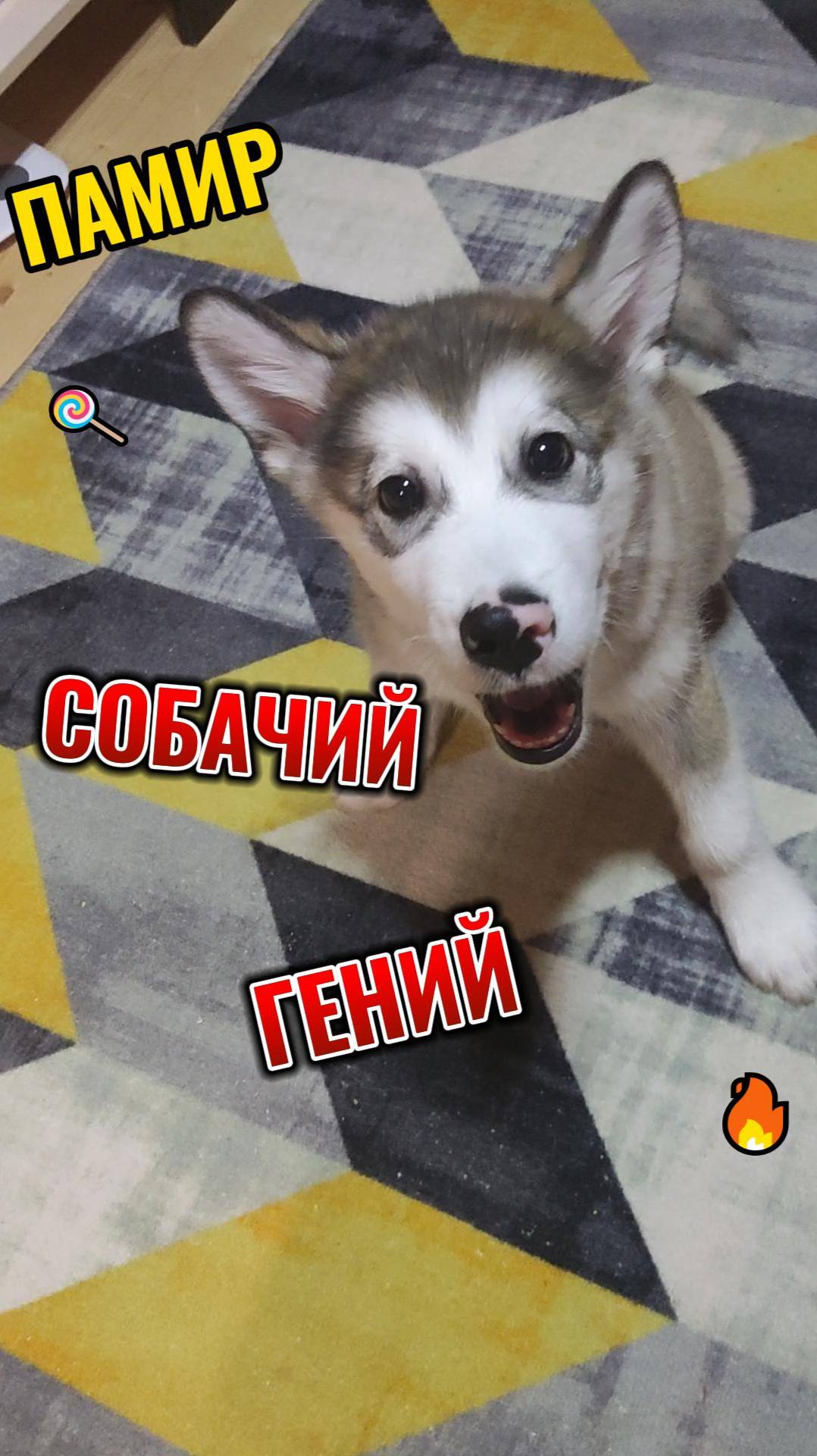 СОБАЧИЙ ГЕНИЙ