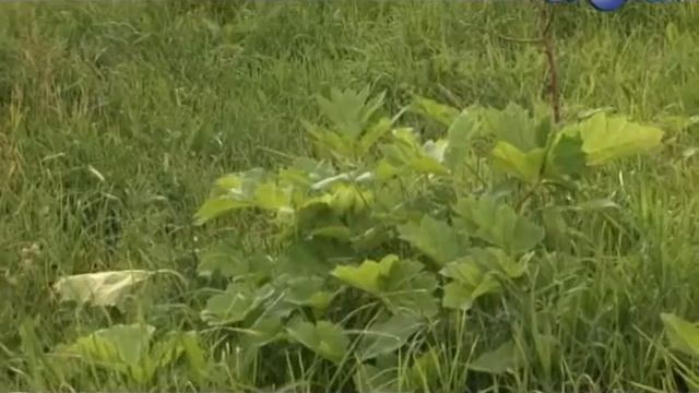 Будут ли бороться с борщевиком? смотреть онлайн