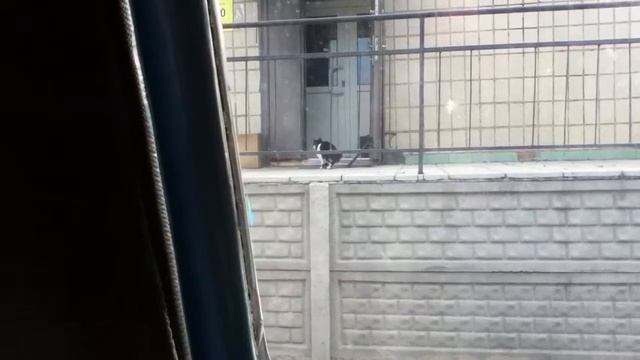 Как кот слышит звуки смотреть онлайн