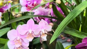 Обзор Орхидей ( Одесса садовый центр )