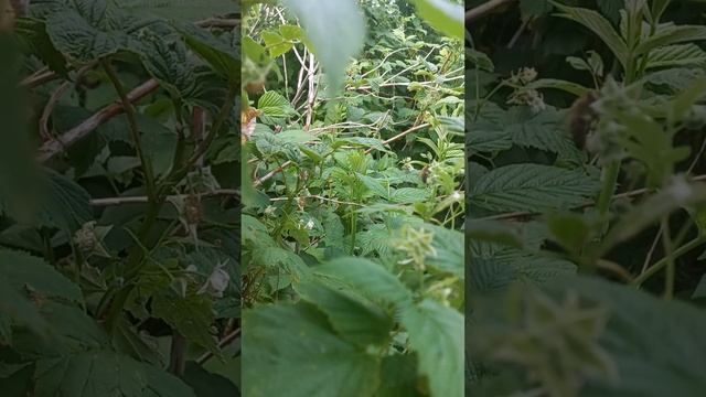 Пчелки собирают мёд #домиквдеревне #люблюроссию #пчеловодство смотреть онлайн