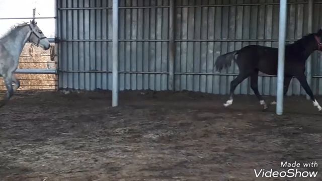 Орловские рысаки смотреть онлайн