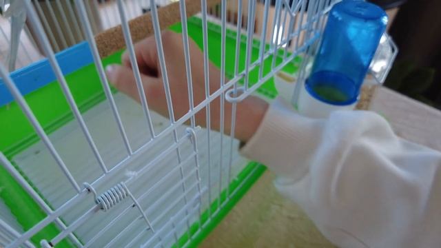 Как ухаживать и приручить волнистого попугая. Советы 2024 смотреть онлайн