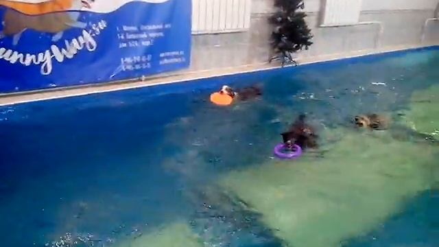 Мышь в бассейне смотреть онлайн