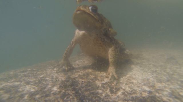 Cane Toads Mating Captured Underwater on GoPro Camera HD смотреть онлайн
