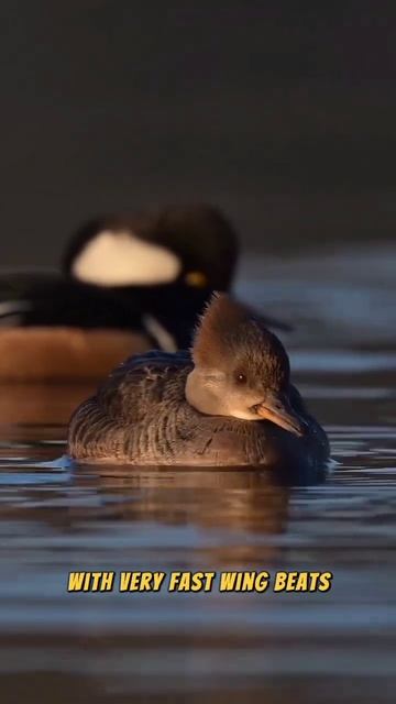 Hooded Merganser 🦢🦢 смотреть онлайн