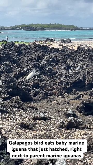 Galapagos bird eats baby marine iguana that just hatched смотреть онлайн