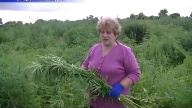 Дурман зілля 5 смотреть онлайн