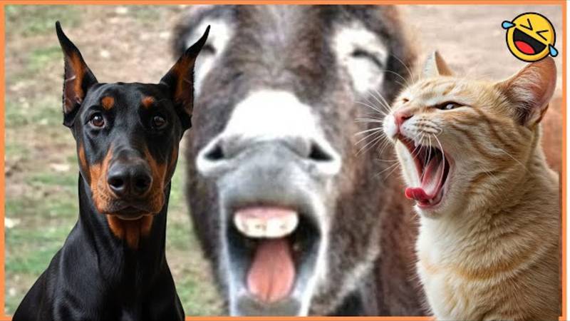 Смешные видео ЖИВОТНЫХ 😊 Самые смешные СОБАКИ🐶 и КОШКИ😺 смотреть онлайн