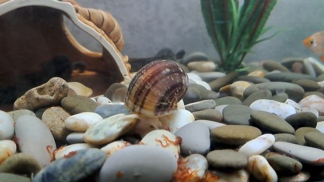 аквариум с тритонами, брабусами и улитками смотреть онлайн