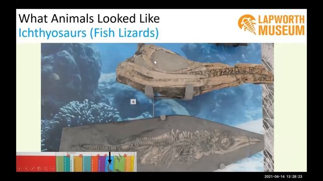 Lapworth Museum of Geology Family Talk: Fossil Detectives! смотреть онлайн