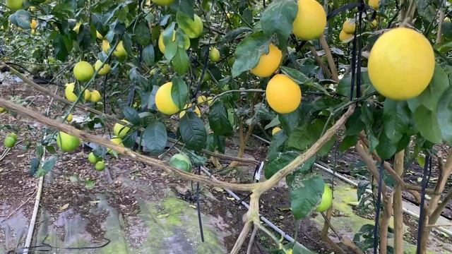 柴犬岳と行く八丈島　丸ごと食べても苦味なし！特甘特大「八丈フルーツレモン」 смотреть онлайн